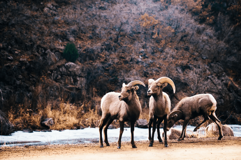 A Historic Lodge in Estes Park | The Story of Crags Lodge