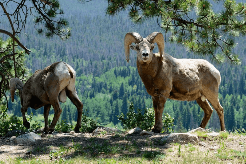 A Lodge Near Rocky Mountain National Park | Stay at Crags Lodge